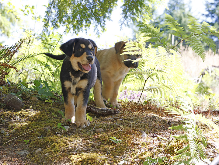 chinook dog